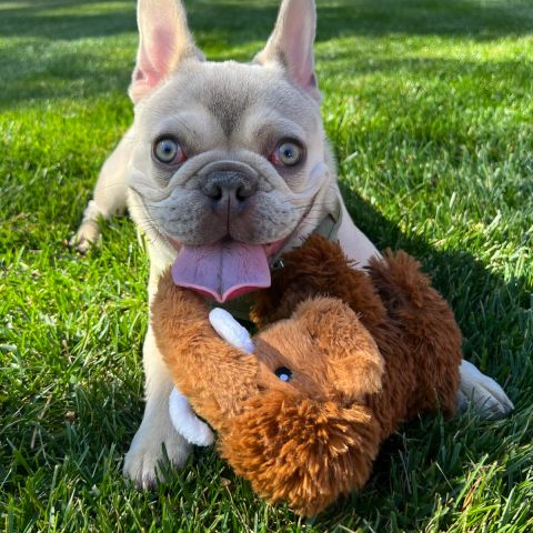 Territory Pet Stone Age Collection Dog Toys | Woolly Mammouth